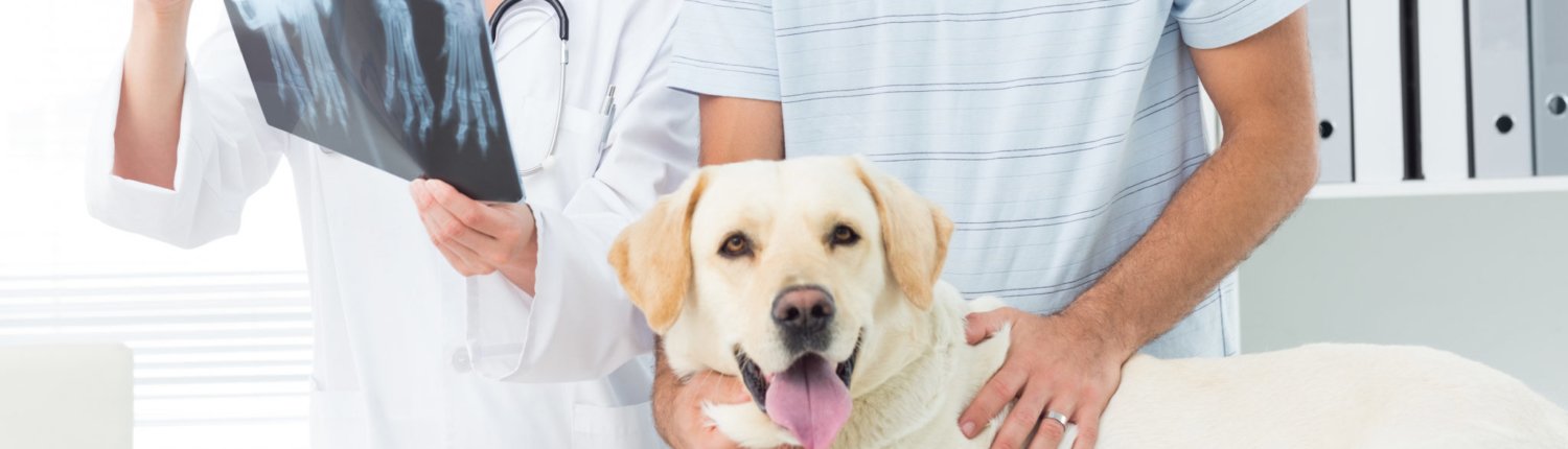 Dog at Veterinary Referral Services
